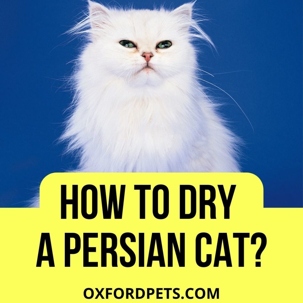 How To Dry A Persian Cat