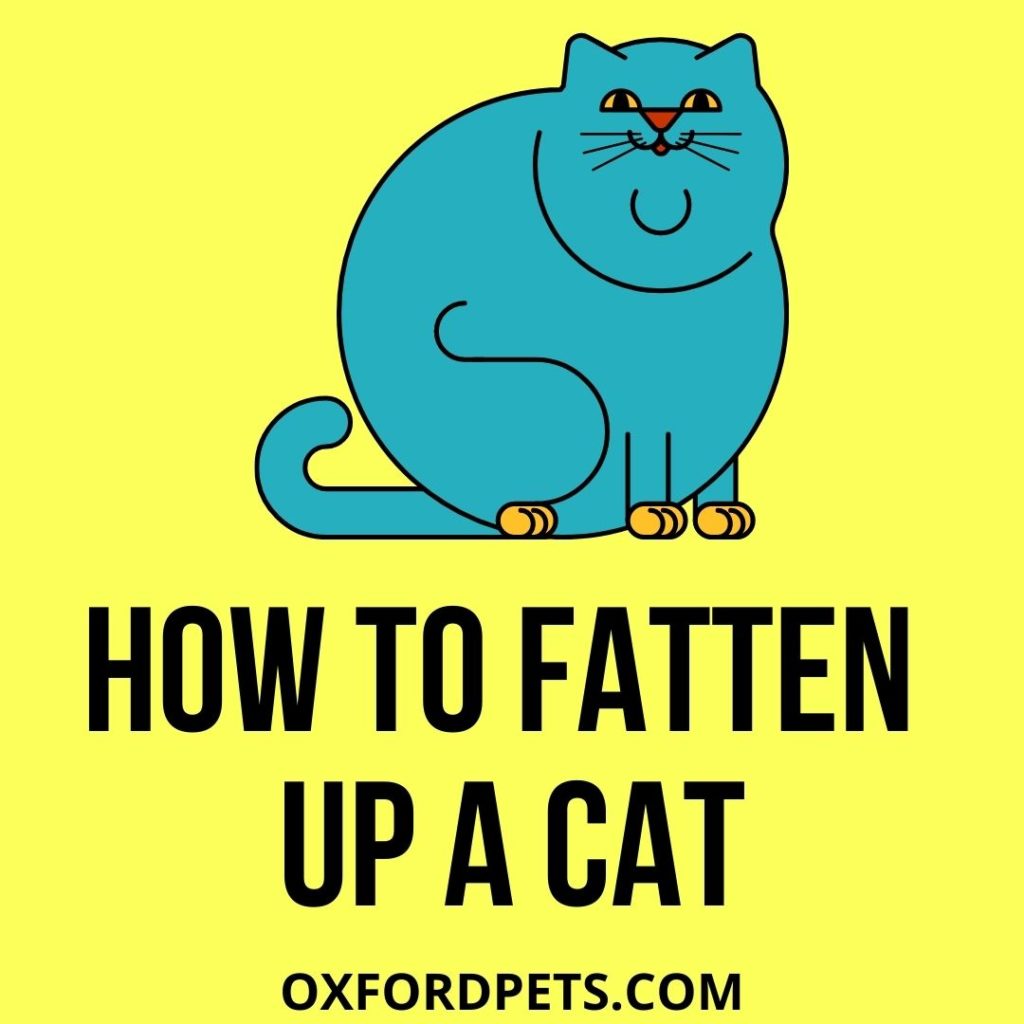 How To Fatten Up A Cat