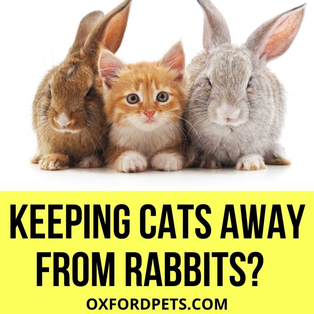 How To Keep Cats Away From Rabbits? (10 Quick Methods)