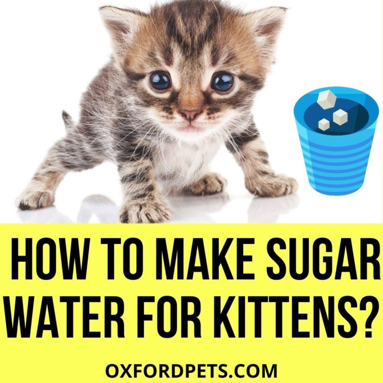 How To Make Sugar Water For Kittens? [5 Easy Steps] Oxford Pets