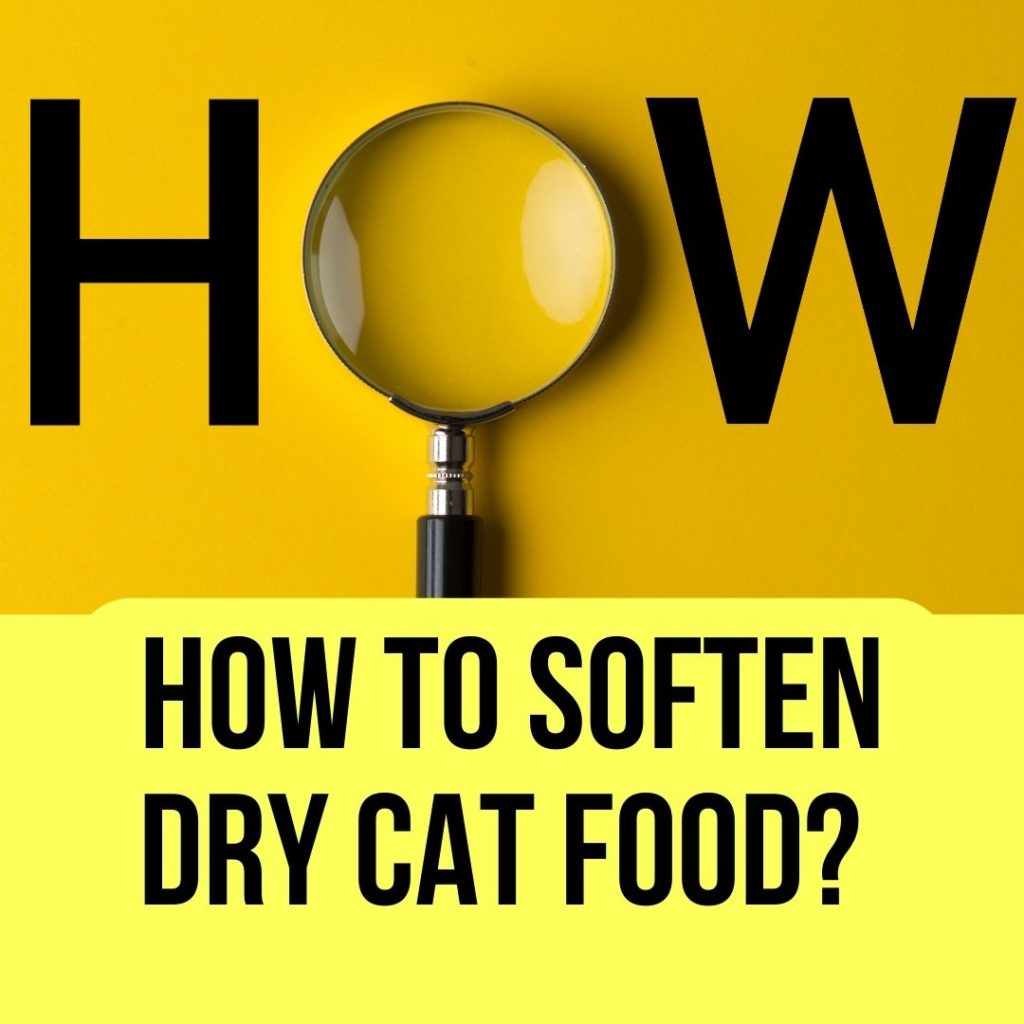 How to soften cat food