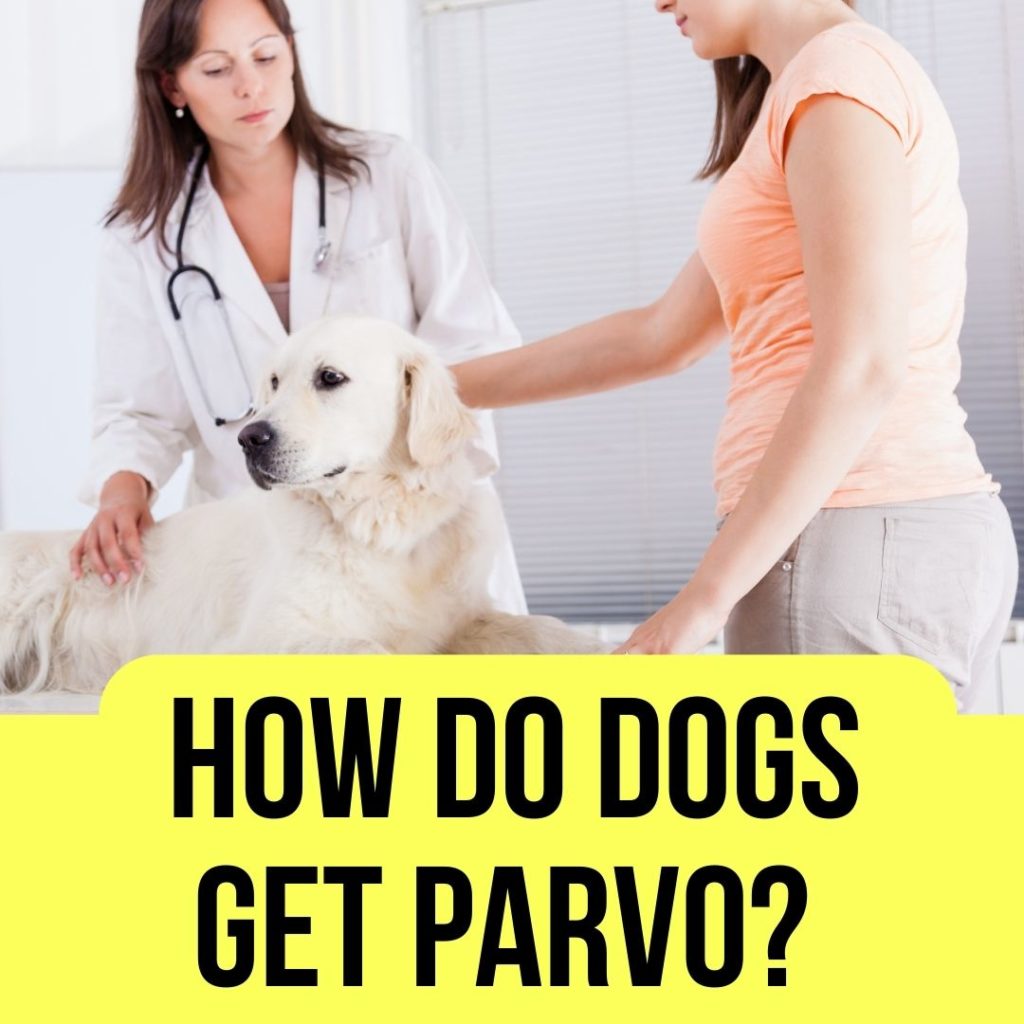 How do dogs get parvo? Causes and Remedies