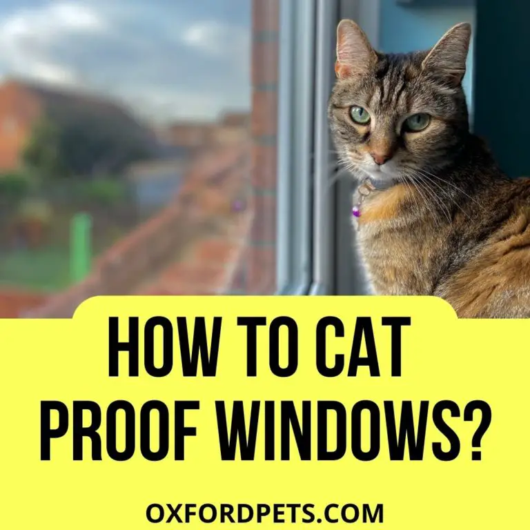 How to Cat Proof Windows? (5 Steps Easy Guide) Oxford Pets