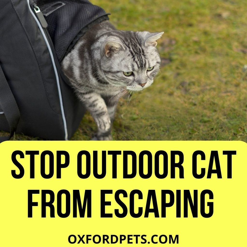 How to Keep an Outdoor Cat From Escaping