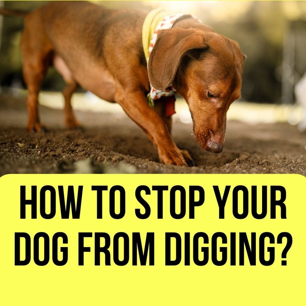 Stop Dogs From Digging Up Your Yard