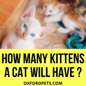 How to Tell How Many Kittens a Cat Will Have? [5 Ways & 10 tips ...