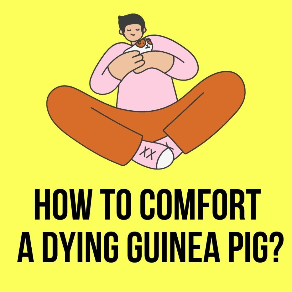How to comfort a dying guinea pig