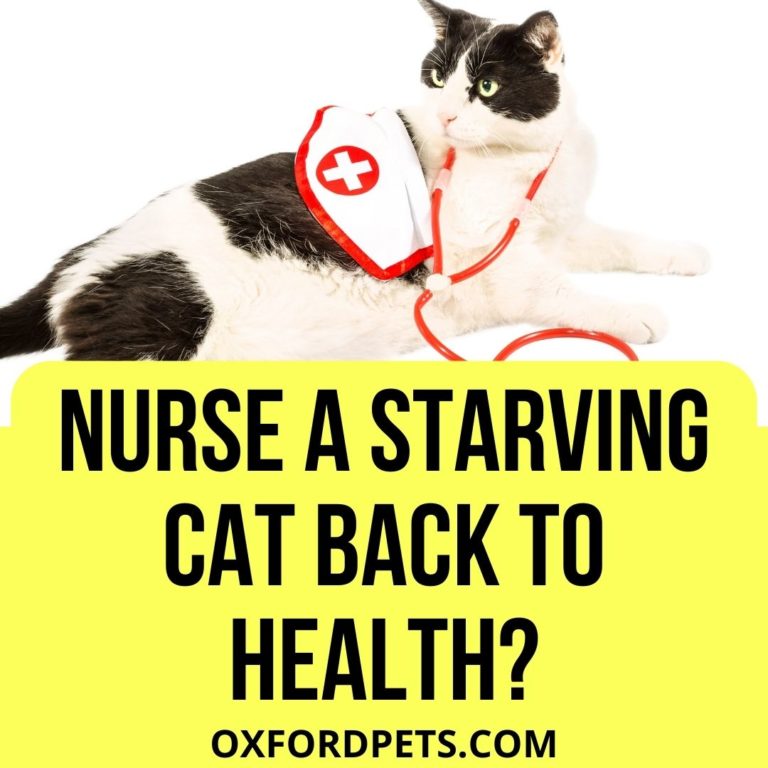 How to Nurse a Starving Cat Back to Health? [2022 Tips] Oxford Pets
