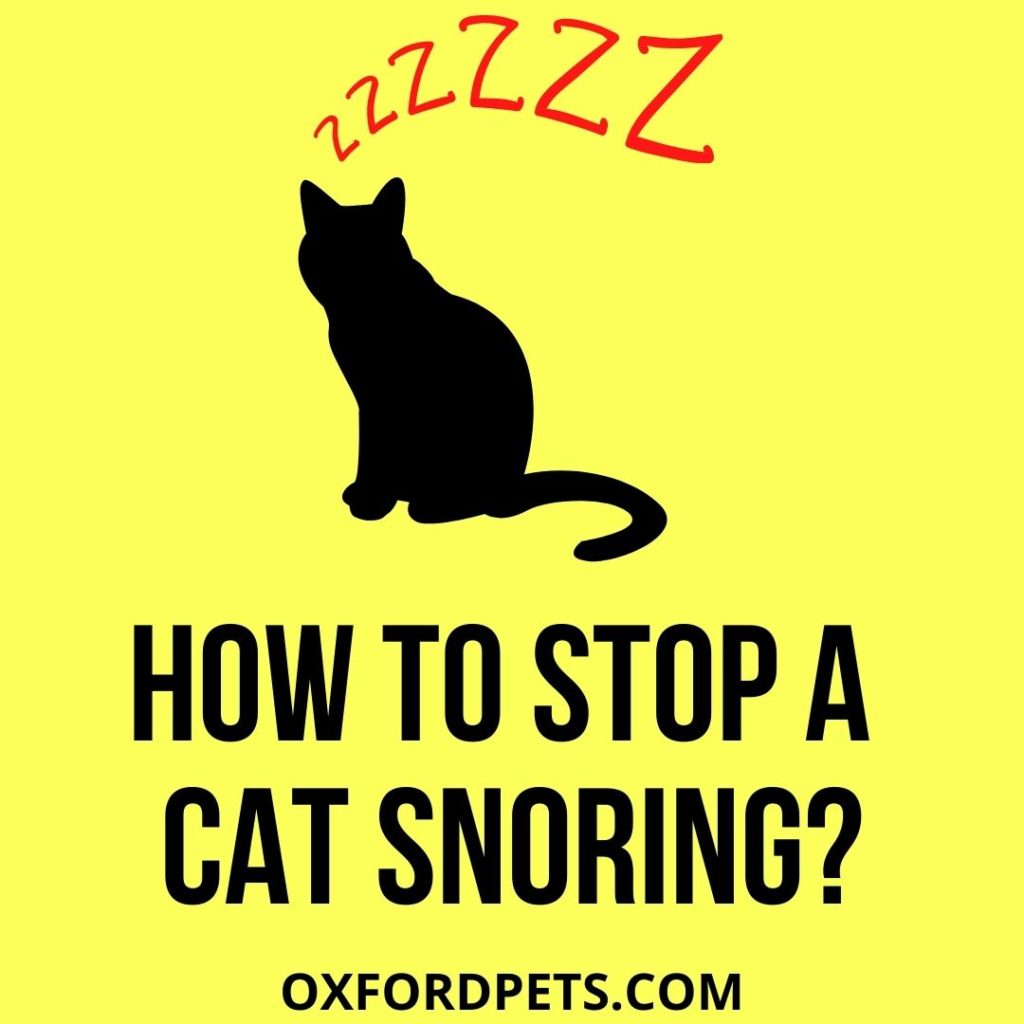 How to stop a cat snoring
