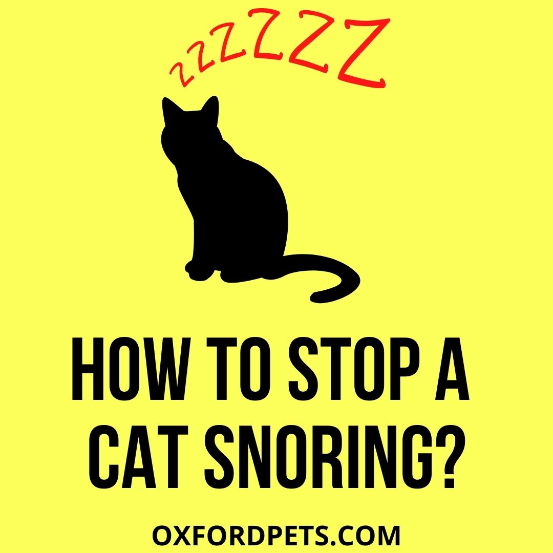 how-to-stop-a-cat-snoring-6-reasons-and-5-tips-oxford-pets