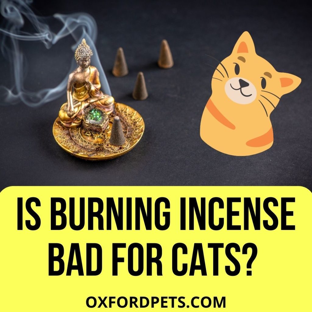 Is Burning Incense Bad for Cats