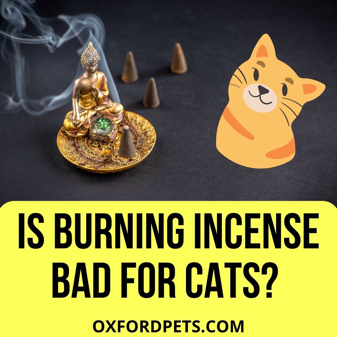 Is Burning Incense Bad for Cats? [Cat Expert Guide in 2022] Oxford Pets