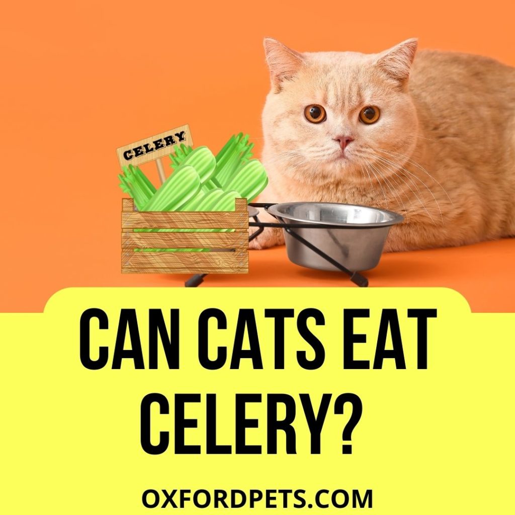 Is Celery Bad for Cats