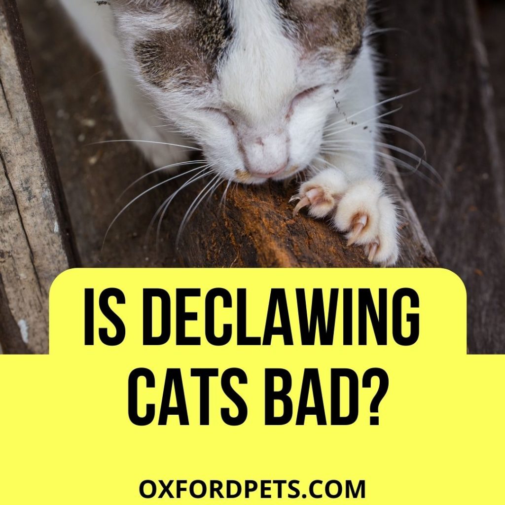 Is Declawing Cats Bad