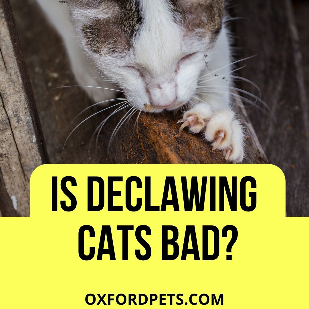 Is Declawing Cats Bad? (5 Pros And Cons) Oxford Pets