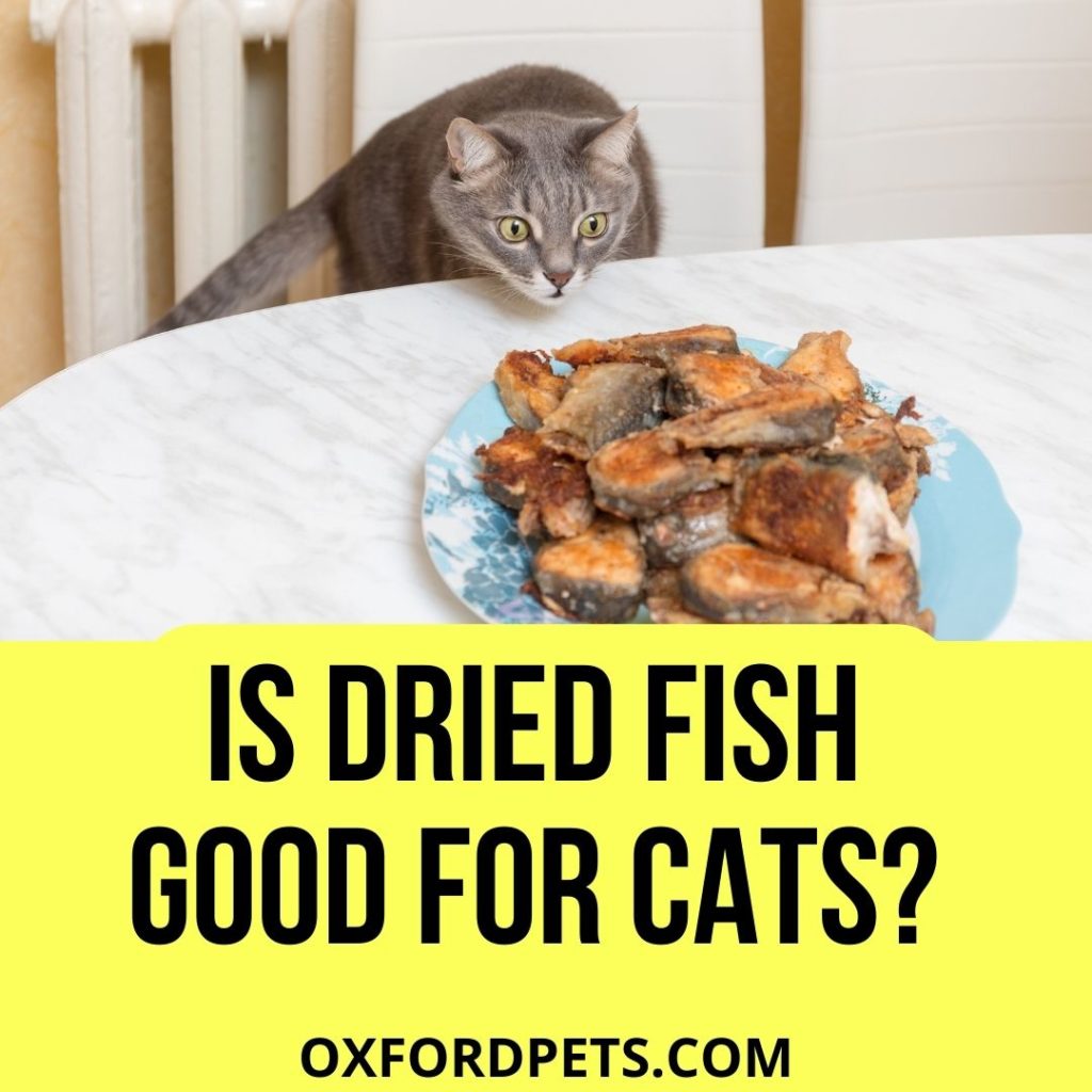 Is Dried Fish Good for Cats