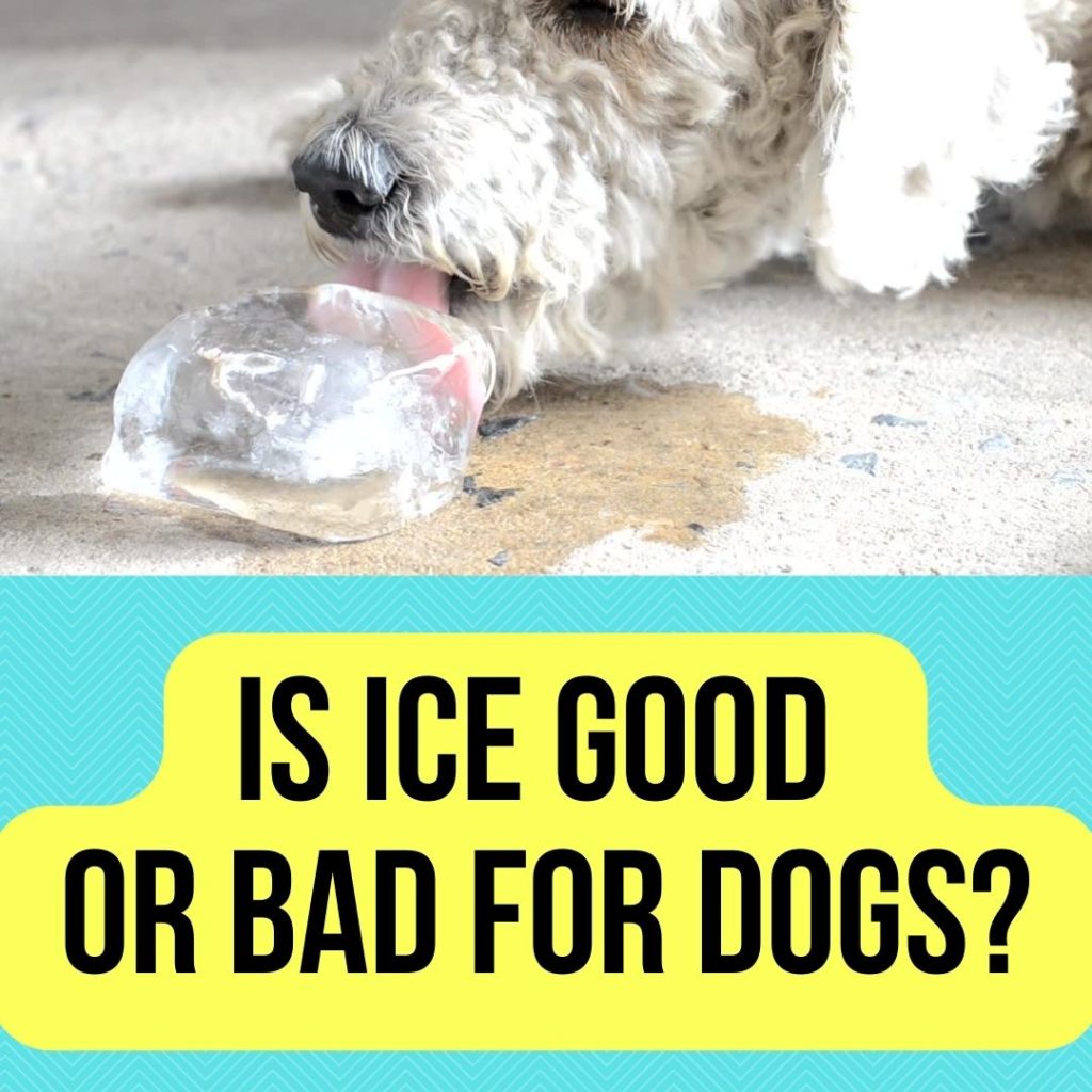 Is Ice Bad for Dogs
