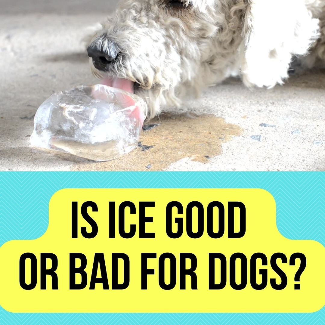 is-ice-bad-for-dogs-if-yes-why-2022-review-oxford-pets