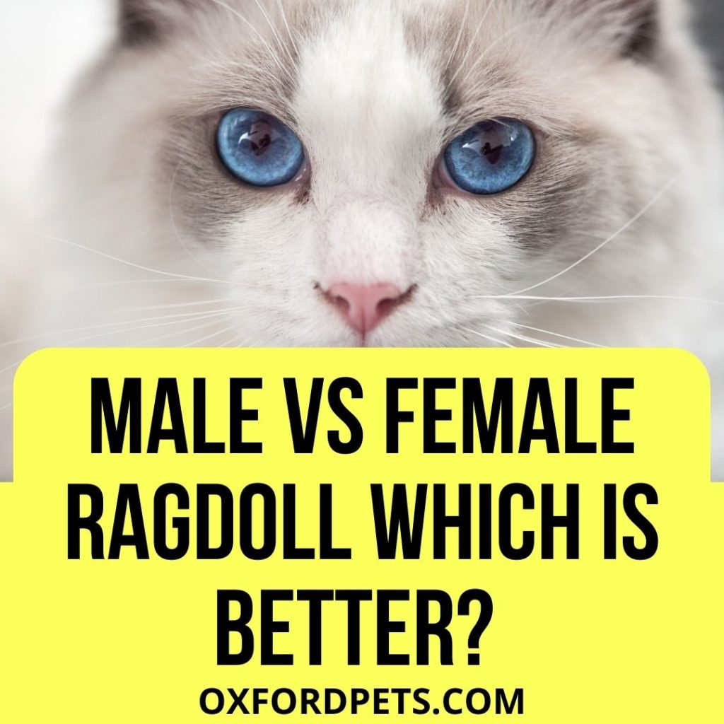 Is It Better to Get a Male or Female Ragdoll Cat