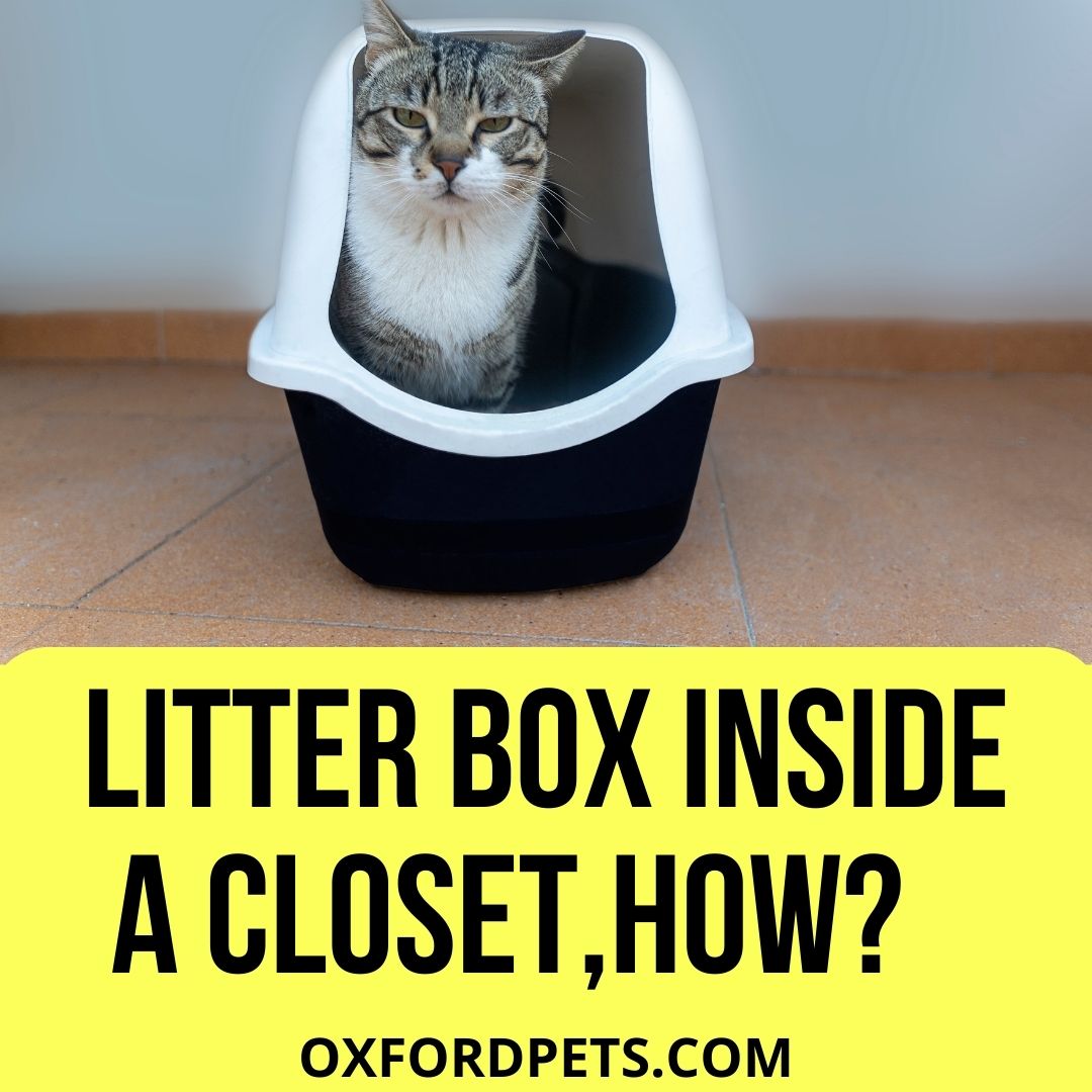 Is it Possible To Put a Litter Box Inside a Closet