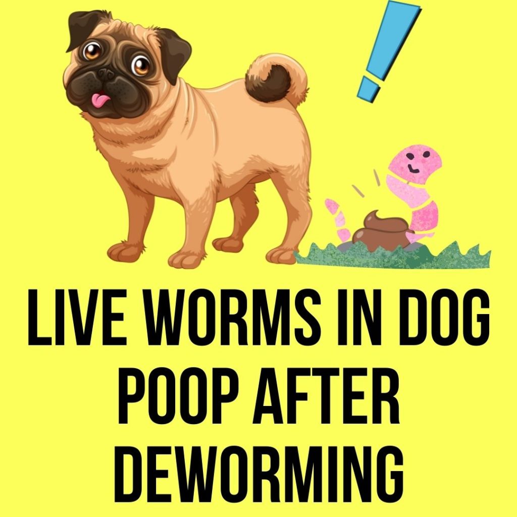 Live Worms Are In Dog Poop After Deworming