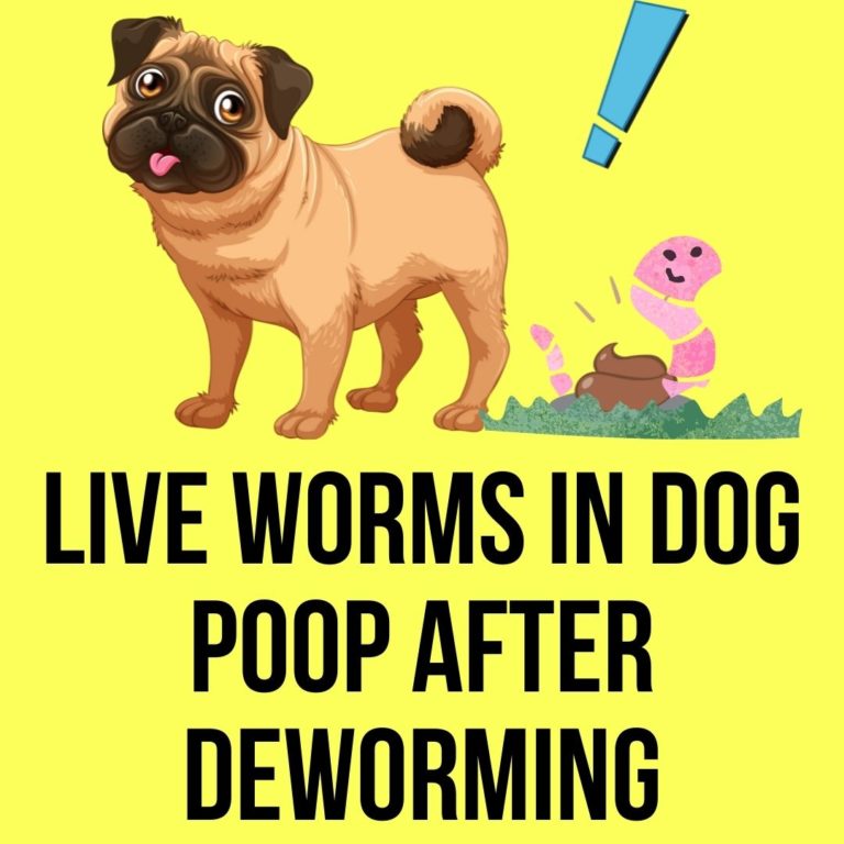 Live Worms In Dog Poop After Deworming? 5 Reasons Why Oxford Pets