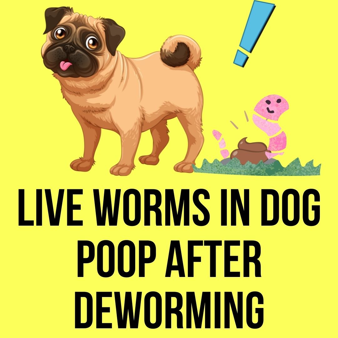 Live Worms Are In Dog Poop After Deworming