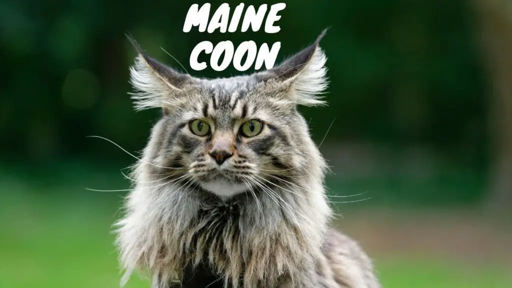 Maine Cat