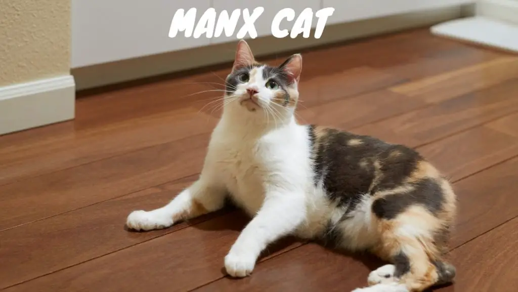 Manx Cat