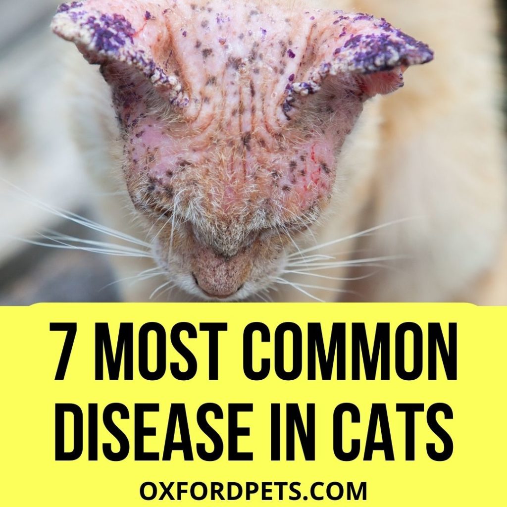 7 Most Common Disease In Cats 2022 Updated List Oxford Pets