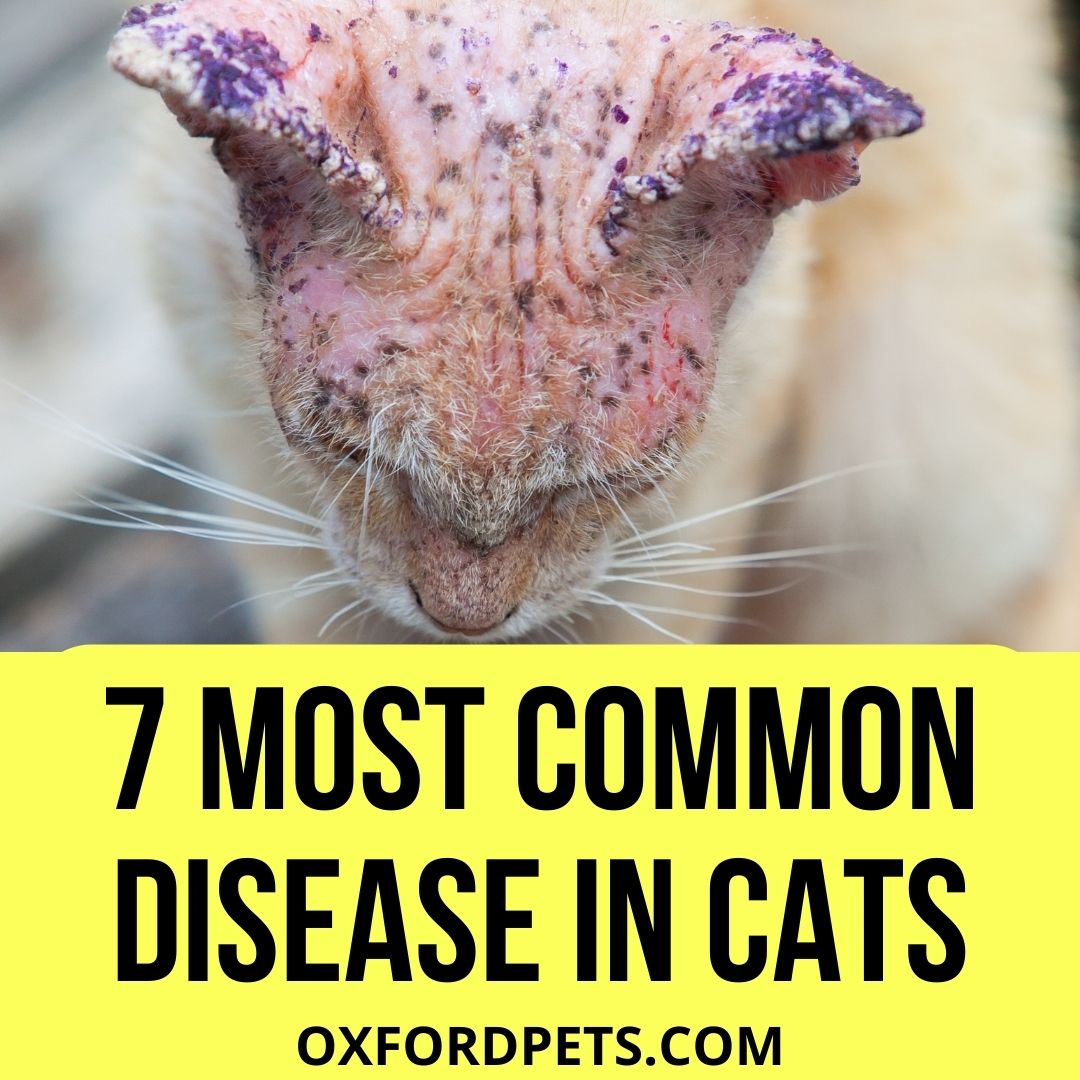 ost Common Disease in Cats