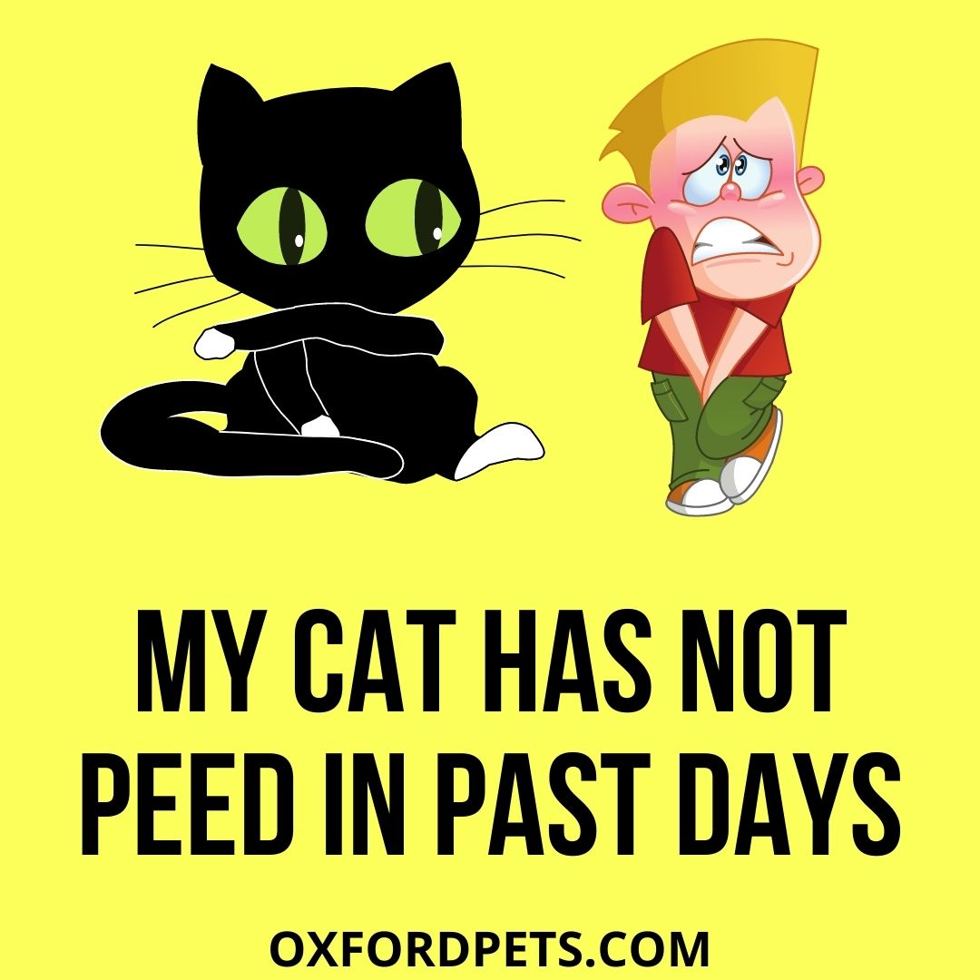 My Cat Has Not Peed in 2 Days