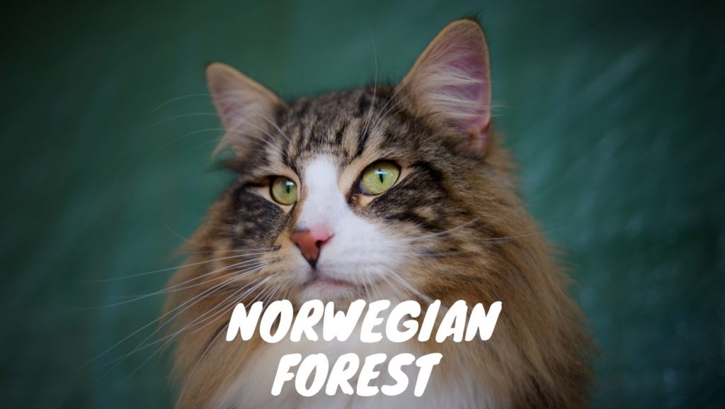 Norwegian Forest Cat