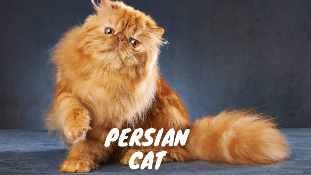 Persian Cat