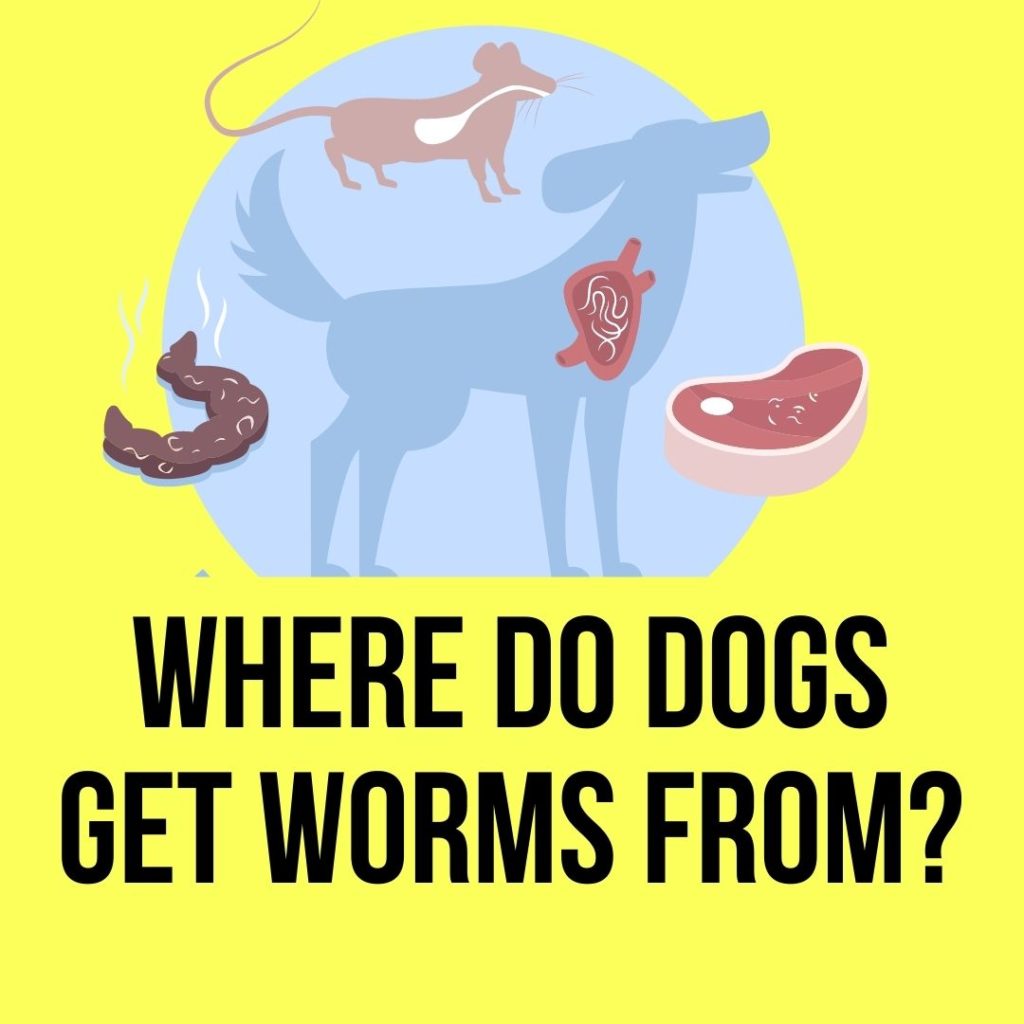 Places Dogs Get Worms from