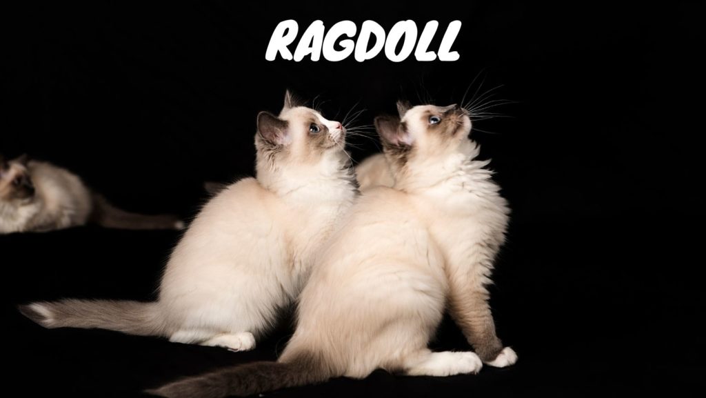 Ragdoll Cat