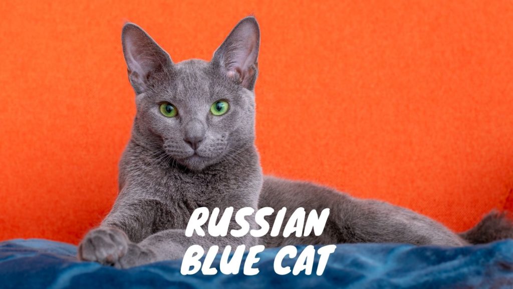 Russian Blue