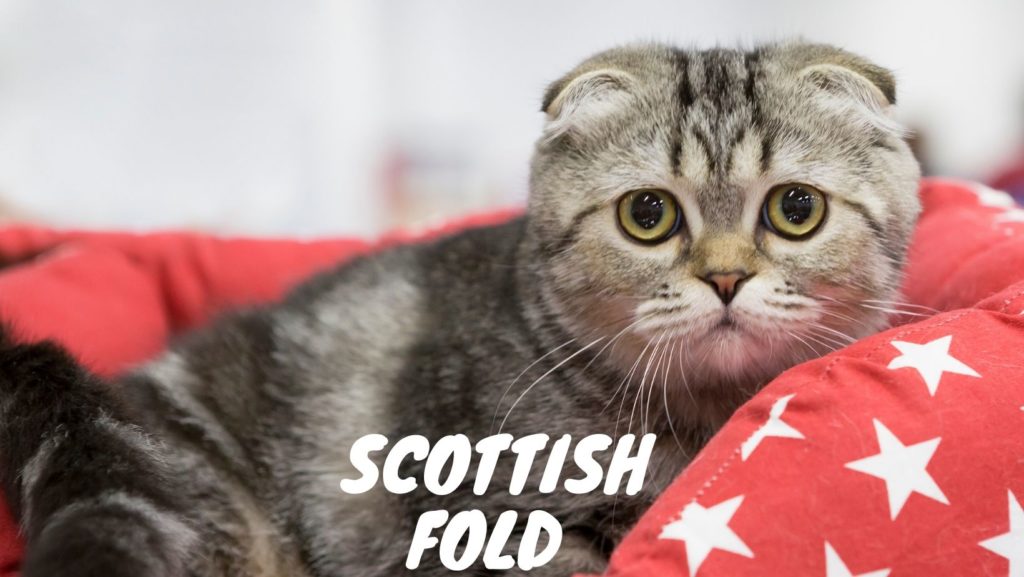 Scottish Fold Cat