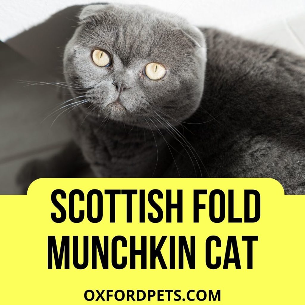 Scottish Fold Munchkin Cat