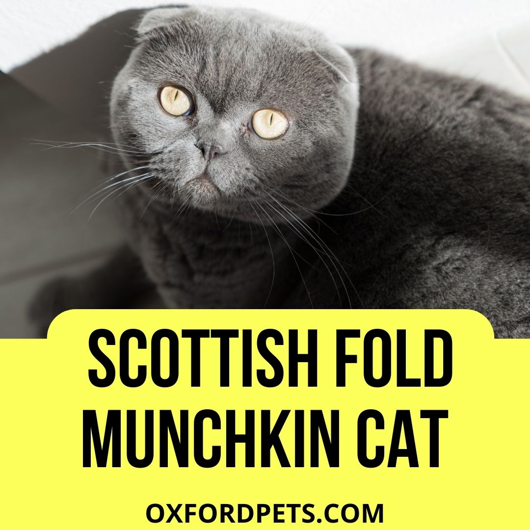 scottish fold munchkin cats