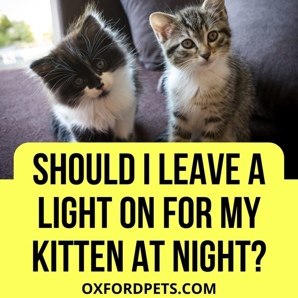 Should I Leave a Light on for My Kitten at Night