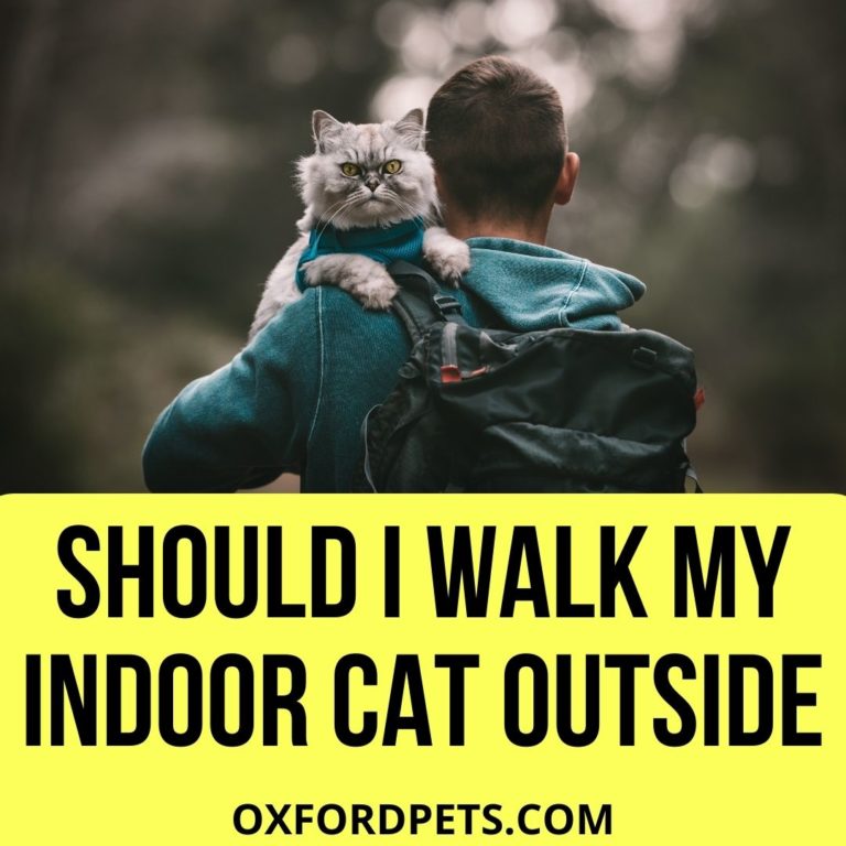 Should I Walk My Indoor Cat Outside?(10 Effective Tips) Oxford Pets