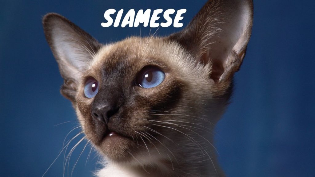 Siamese Cat