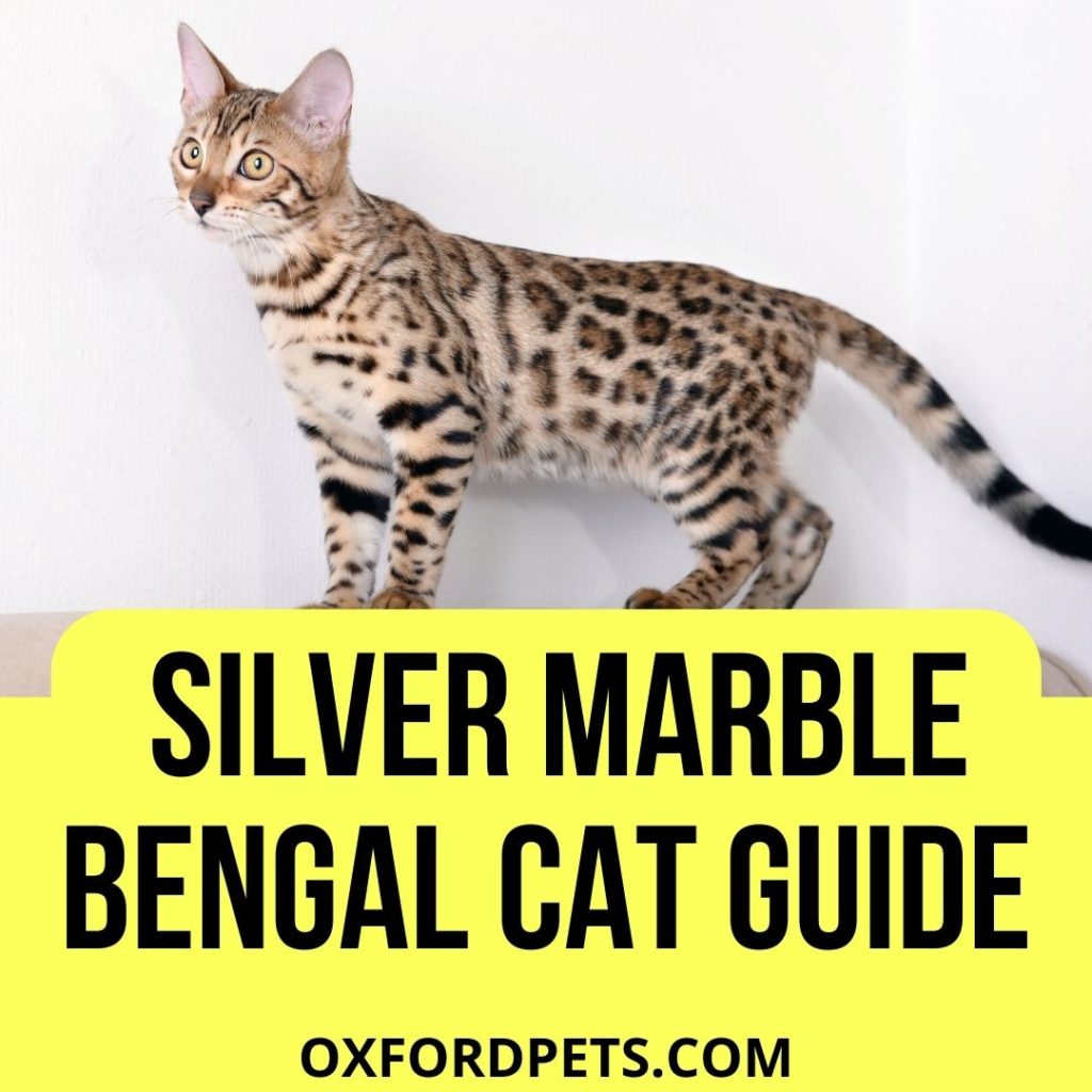Silver Marble Bengal Cat: [Traits, Personality, Lifespan]