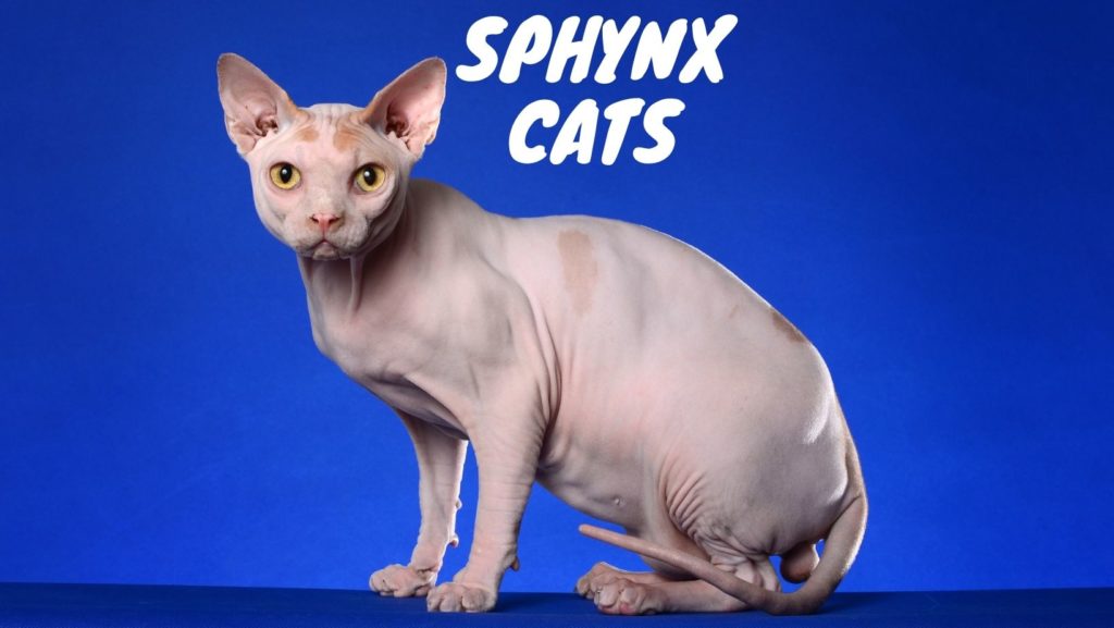 Sphynx Cat