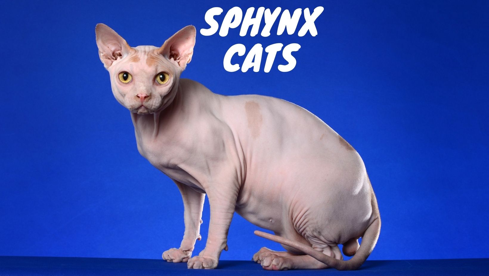 Can Sphynx Cats Cause Allergies? (Are They Hypoallergenic?) - Oxford Pets