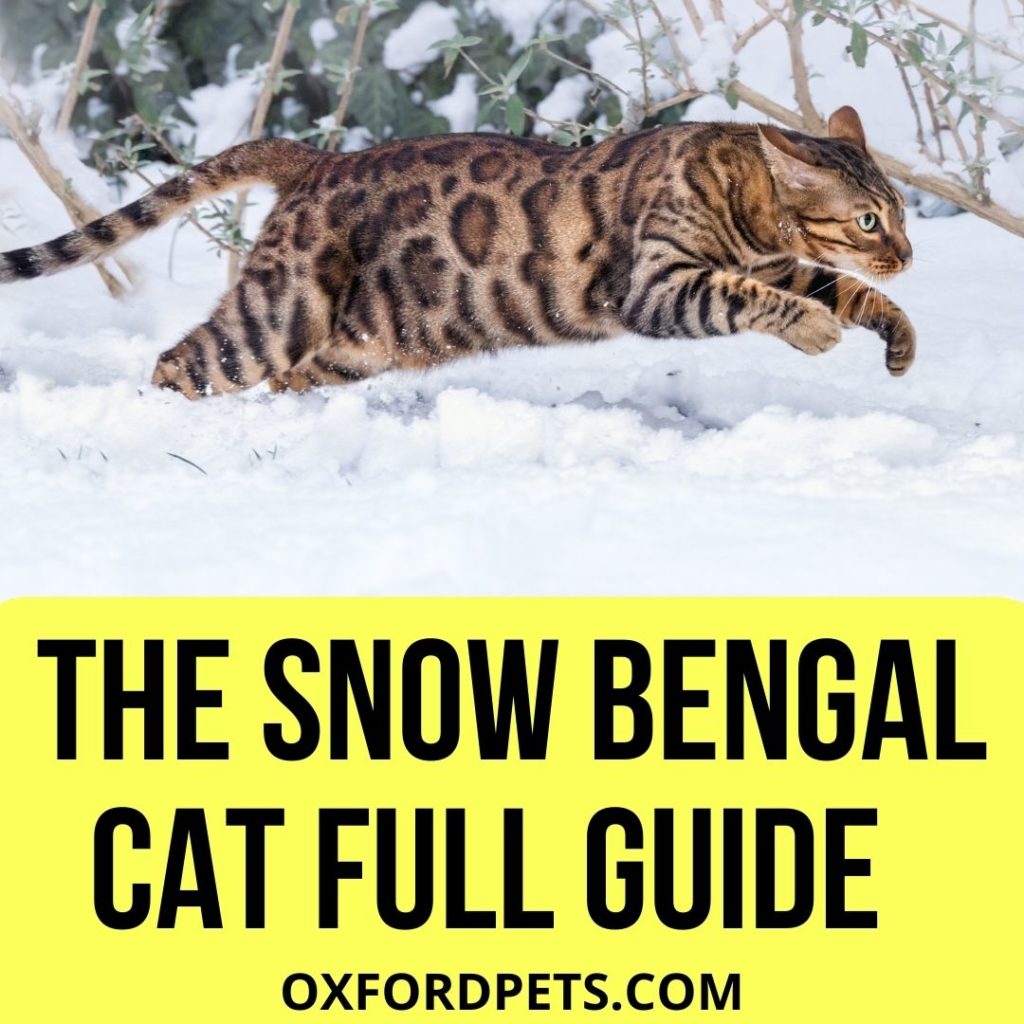 The Snow Bengal Cat