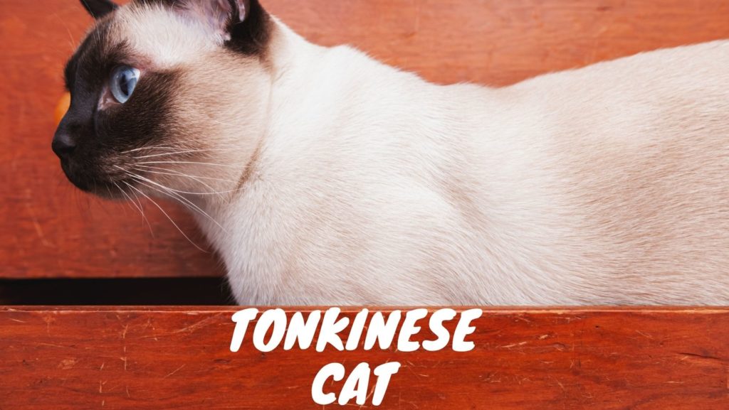 Tonkinese Cat