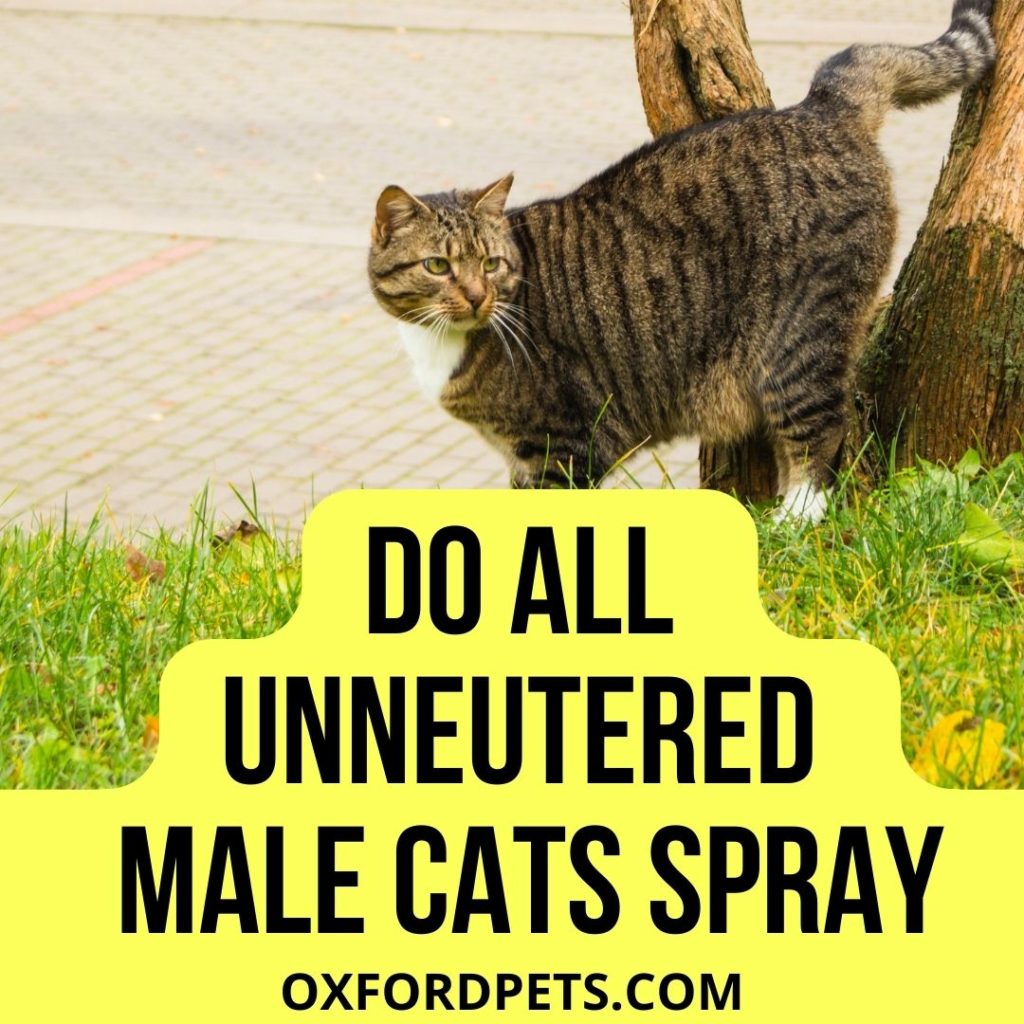 Unneutered Male Cats Spray