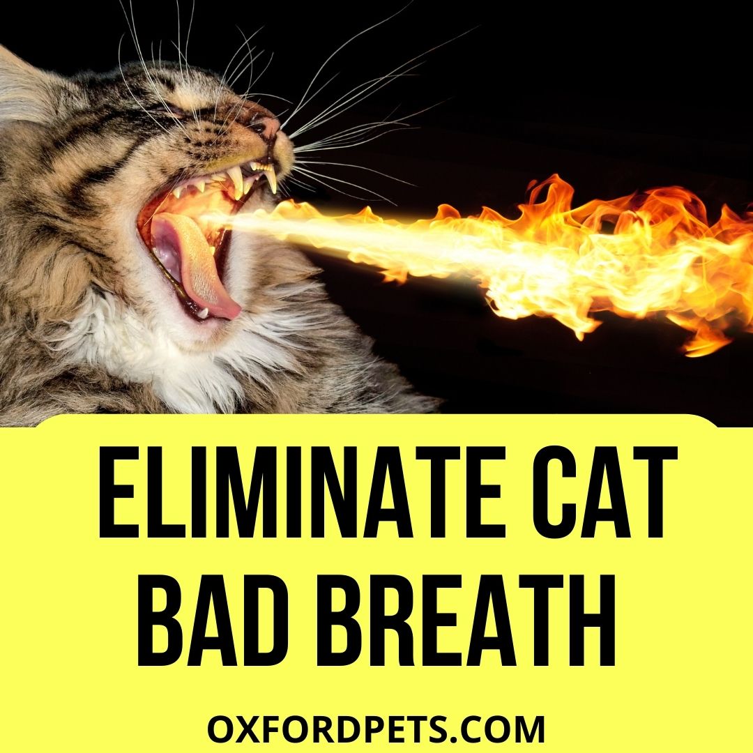 6 Ways to Eliminate Cat Bad Breath - Oxford Pets